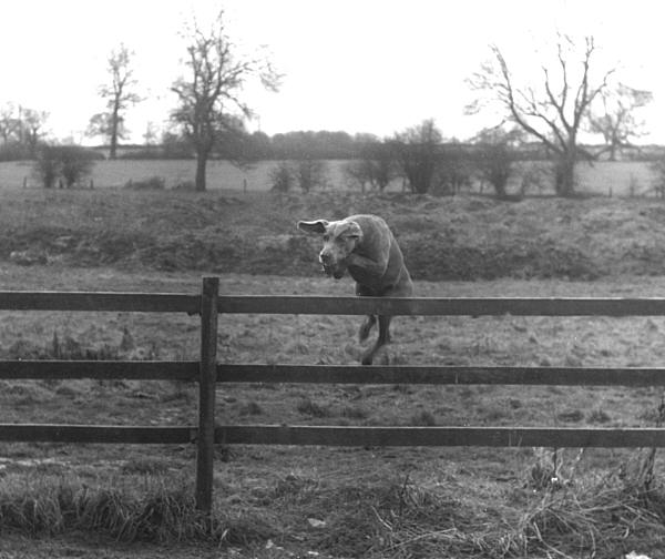 Ryan Jumping the fence