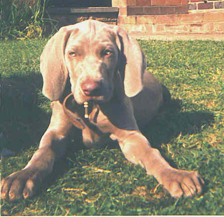 Ryan as a puppy small